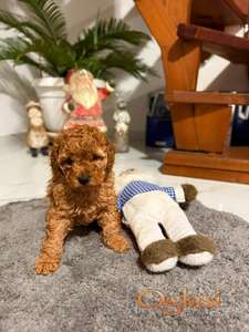 Crvena Toy Pudla žensko štene